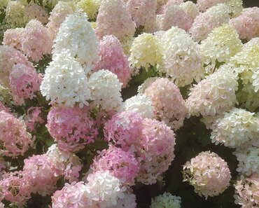 Hydrangea paniculata Vanilla Fraise 31cm