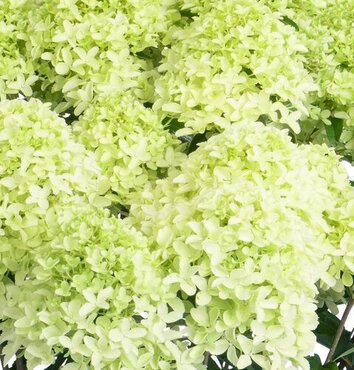 Hydrangea paniculata Whitelight 16.5 Litre