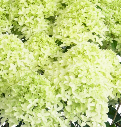 Hydrangea paniculata Whitelight 6 Litre