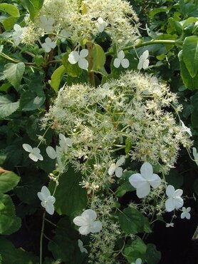 Hydrangea Petiolaris 1.5m on Trellis 20 Litre