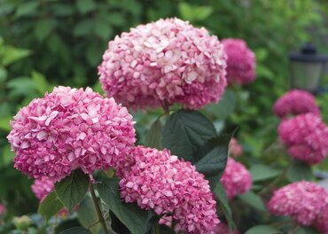 Hydrangea Pink Annabelle 3 Litre - image 3