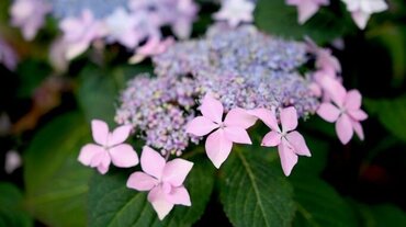 Hydrangea Pink Sweethearts 5 Litre - image 2
