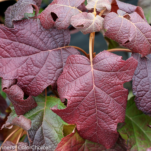 Hydrangea Quercifolia 27cm