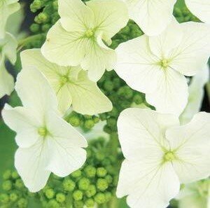 Hydrangea quercifolia 'Ice Crystal' 3 Litre - image 3