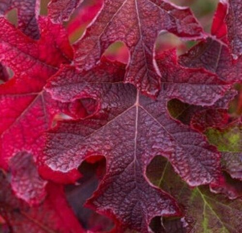 Hydrangea Quercifolia Jetstream 6 Litre - image 1
