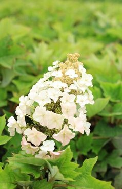 Hydrangea Quercifolia Munchkin 27cm