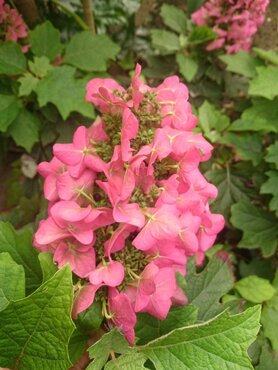Hydrangea quercifolia 'Ruby Slippers' 19cm - image 1
