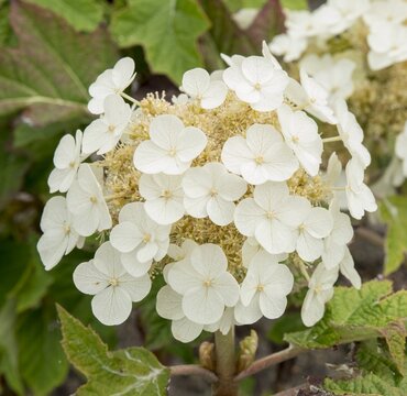 Hydrangea quercifolia 'Ruby Slippers' 19cm - image 2