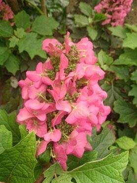 Hydrangea Quercifolia Ruby Slippers 27cm - image 1