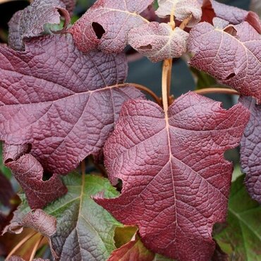 Hydrangea quercifolia 'Snow Queen' 3 Litre - image 3