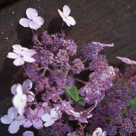 Hydrangea Rosemary Foster 7.5 Litre - image 1