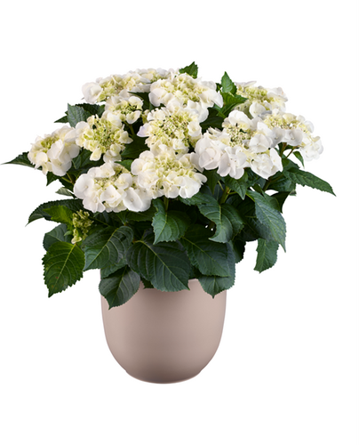 Hydrangea Royalty Arctic Circle 5 Litre
