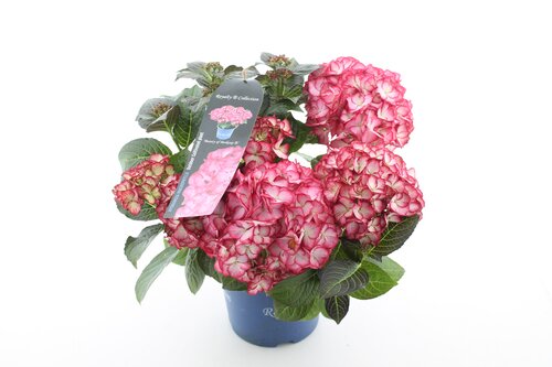 Hydrangea Royalty Beauty of Boskoop 5 Litre