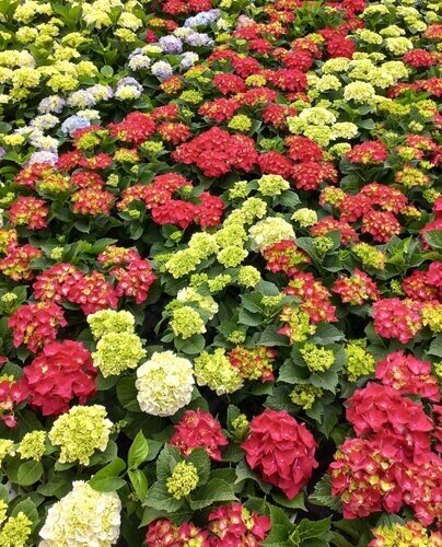Hydrangea Royalty Collection 5 Litre - image 1