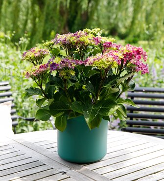 Hydrangea Royalty Curly Sparkle Purple 5 Litre