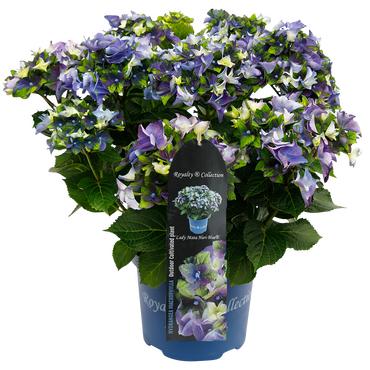 Hydrangea Royalty Lady Mata Hari Blue 5 Litre