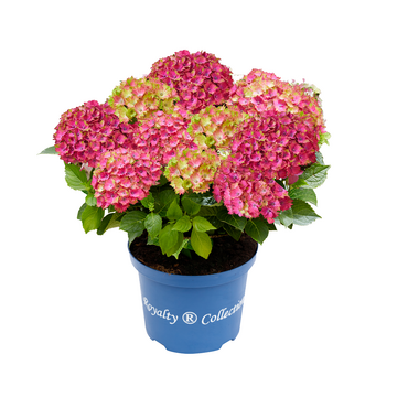 Hydrangea Royalty Wizard 5 Litre