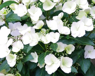Hydrangea Runaway Bride 6 Litre - image 1