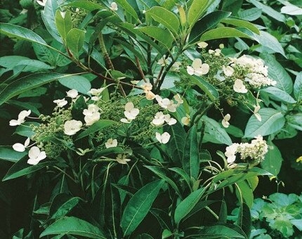 Hydrangea Seemannii 3 Litre - Stewarts Garden Centre