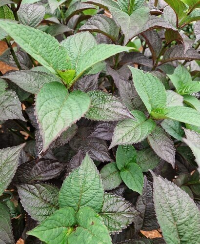 Hydrangea serrata Daredevil 3 Litre - image 1