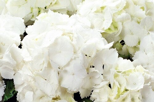 Hydrangea Snowball 3 Litre - image 1