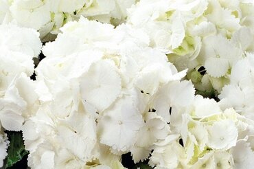Hydrangea Snowball 3 Litre - image 2