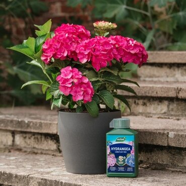 Hydrangea Specialist Liq Feed 1L