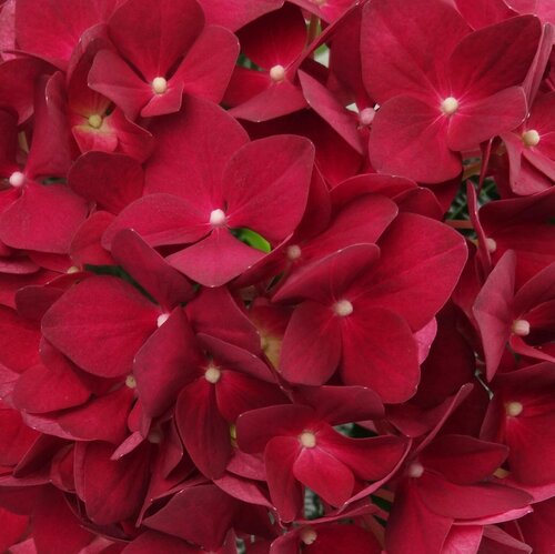 Hydrangea Teller Red 3 Litre - image 1