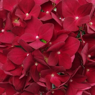 Hydrangea Teller Red 3 Litre - image 2