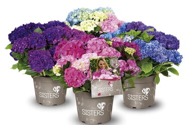 Hydrangea Three Sisters 6 Litre - image 1