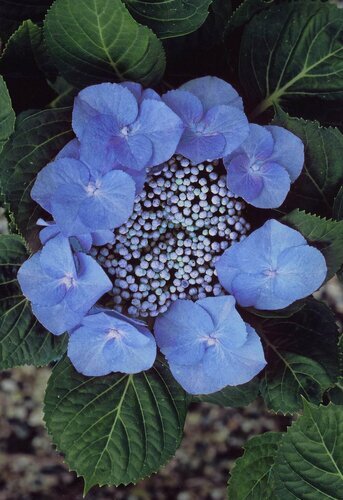 Hydrangea Zorro 4 Litre