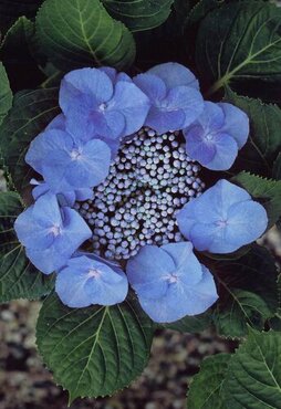 Hydrangea Zorro 4 Litre