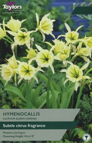 Hymenocallis Sulphur Queen