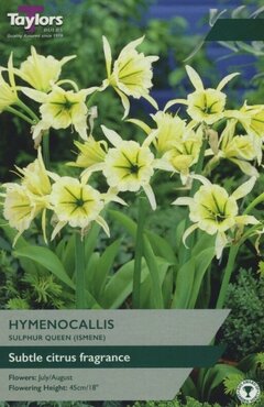 Hymenocallis Sulphur Queen
