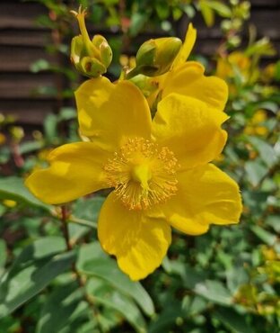 Hypericum 'Hidcote' 3 Litre - image 1