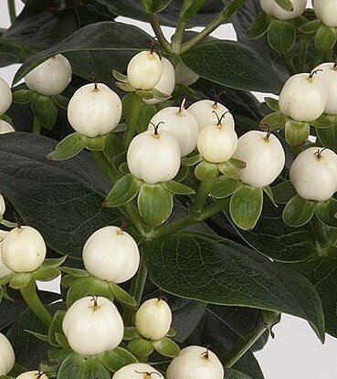 Hypericum Miracle Blizz 3 Litre - image 1