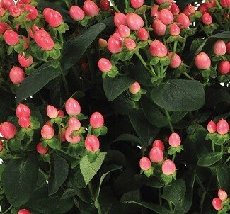 Hypericum 'Miracle Blossom' 3 Litre