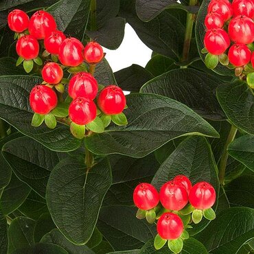 Hypericum Miracle Grandeur 2 Litre