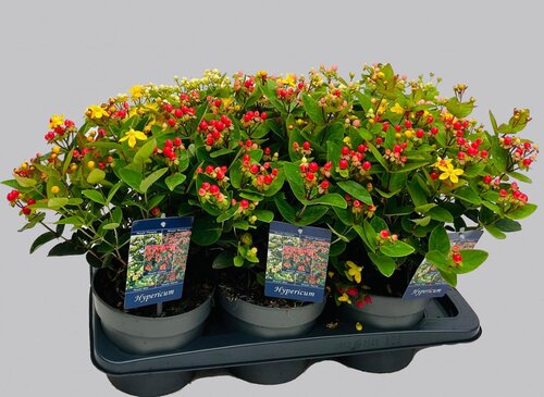 Hypericum Miracle Mixed 17cm