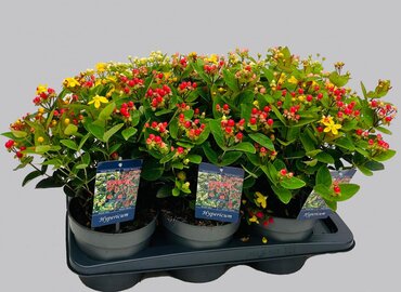 Hypericum Miracle Mixed 17cm
