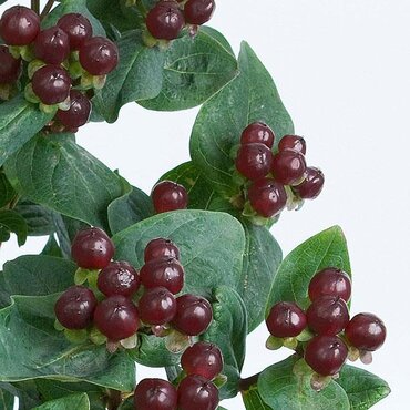Hypericum 'Miracle Night' 2 Litre