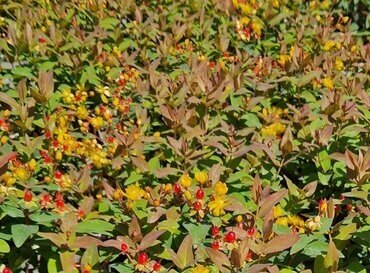 Hypericum mix 15cm - image 1