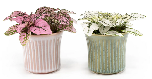 Hypoestes in Hampshire Ceramic 6cm