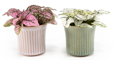 Hypoestes in Hampshire Ceramic 6cm