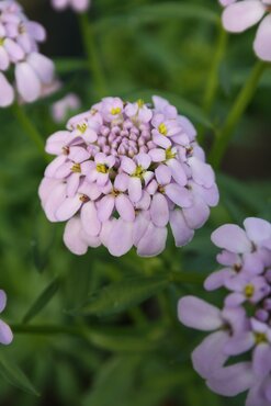 Iberis Mermaid Lavender 2 Litre