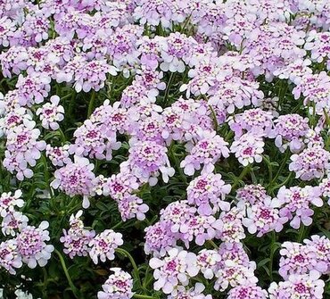 Iberis Pink Ice 2 Litre