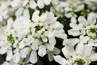 Iberis Snow Cone Mid Late 2 Litre