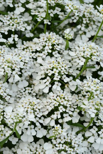 Iberis Summer Snowdrift 2 Litre