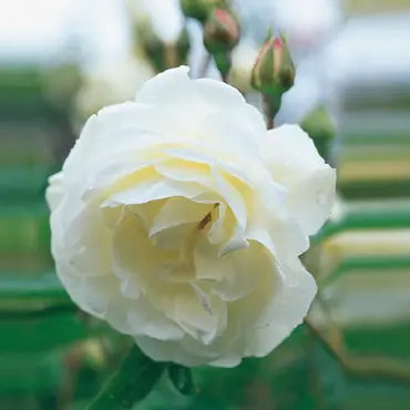 Iceberg Climbing Rose 6 Litre - image 1
