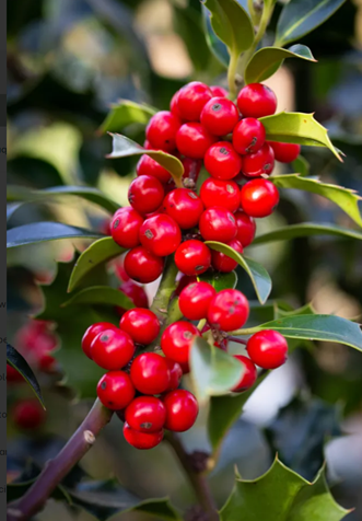 Ilex Alaska 7 Litre - image 1